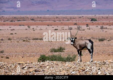 Un gembsok solitario, o orice (orice gazzella) a piedi nel deserto roccioso nel Namib-Naukluft National Park, Erongo, Namibia Foto Stock