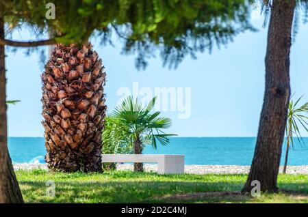 Bella passeggiata che si affaccia sul mare: Una panca bianca vicino a una palma in una giornata di sole. Georgia, Batumi Foto Stock