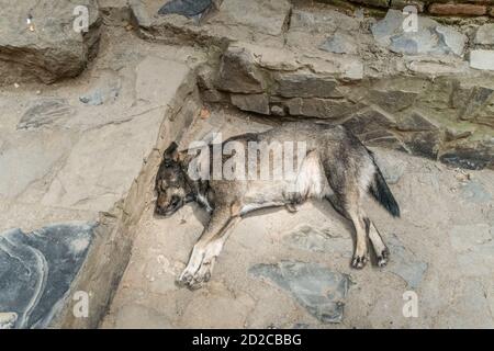 Il cane grigio-bianco dorme e si trova sul pavimento in cemento all'esterno con spazio di copia - animale, fauna selvatica e concetto di svago Foto Stock