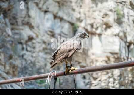 Un falco grigio-marrone con una corda sulla gamba si siede sulla ringhiera contro lo sfondo della scogliera in una giornata di sole. Foto Stock