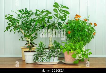 Houseplants in pentole di fiori su un pavimento di legno contro un sfondo blu Foto Stock