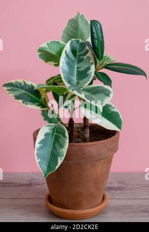 Fiche di gomma della varietà tieneke in un vaso di fiori di argilla su sfondo rosa. Foto Stock