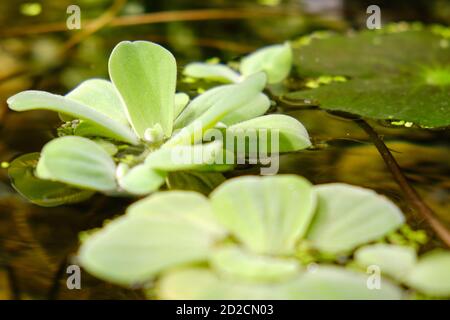 Piscia è un genere di piante acquatiche della famiglia degli arum, Araceae. La singola specie che comprende, i Pistia stratiotes, è chiamata spesso cavolo d'acqua, wat Foto Stock