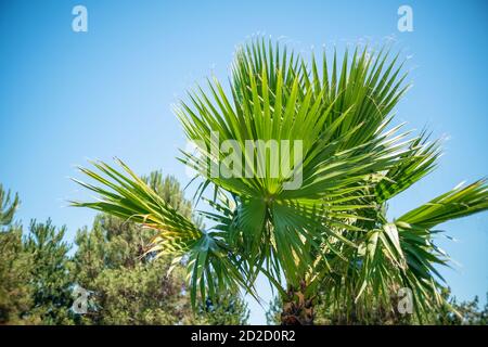 palme verdi, cespugli contro il cielo blu in una giornata senza nuvole; bella natura Foto Stock