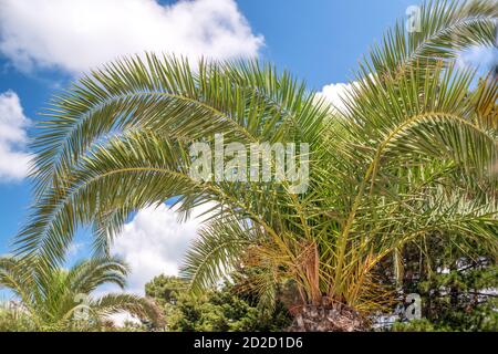 palme verdi, cespugli contro un cielo blu con le nuvole; bella natura. Sfondo Foto Stock