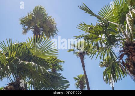 palme verdi, cespugli contro un cielo blu con le nuvole; bella natura. Sfondo Foto Stock