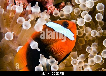 Anemonefish femminile di pomodoro (Amphiprion frenatus) nel suo ospite di anemone di punta di bolla al Wreck di Chuyo Maru, Palau, Micronesia Foto Stock