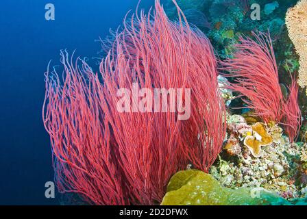 Corallo rosso frusta alla Manica tedesca, Palau, Micronesia Foto Stock