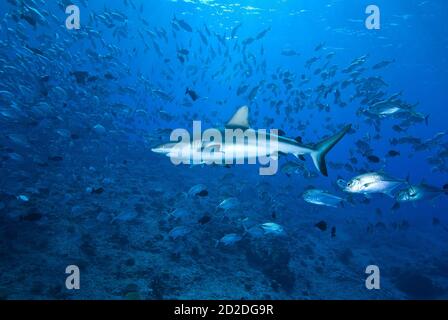 Squalo grigio della barriera corallina (Carcharhinus amblyrhynchos) in nube di pesce al Blue Corner, Palau, Micronesia Foto Stock