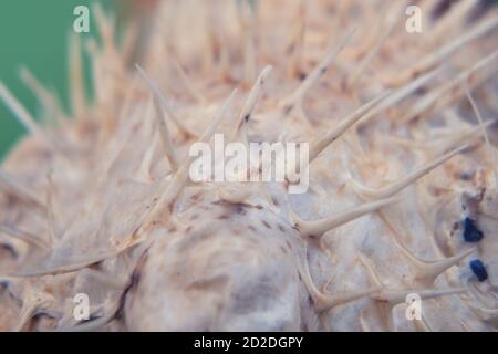 Ago pesce mare palla - blowfish. Primo piano fish-hedgehog Foto Stock