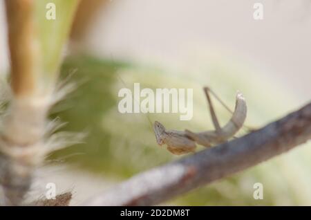 Giovane mantis di preghiera Mantis religiosa. Riserva naturale integrale di Inagua. Tejeda. Gran Canaria. Isole Canarie. Spagna. Foto Stock