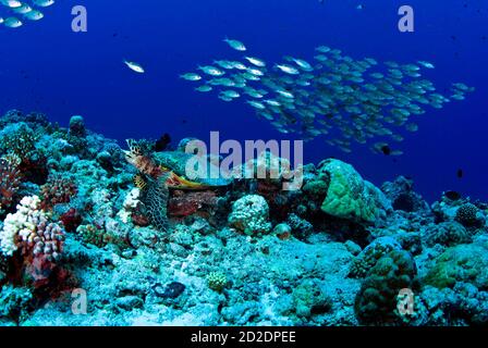 Tartaruga di mare Hawksbill (iretmochelys imbricato) presso la stazione di pulizia a New Dropoff, scuola di scabs di oxeye ((Selar Boops) overhead Foto Stock