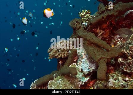 Immersione in muratura, spugne, dasc yllus reticolato (Dascyllus reticulatus} su corallo (Pocillopora damicormis, piramide butterflyfish (Hemitaurichthys polylepis) Foto Stock