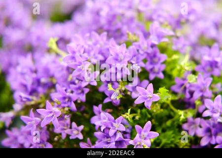 Campanula portenschlagiana, il fiore di cinta muraria, è una specie di pianta fiorente della famiglia Campanulaceae, originaria delle montagne dalmate Foto Stock