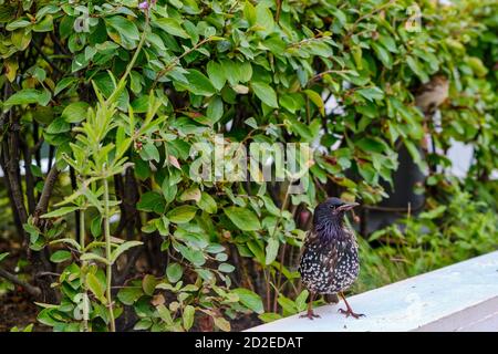 Starling si trova sul marciapiede della città vicino a un verde Bush Foto Stock