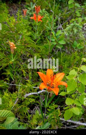 giglio giorno arancione Foto Stock