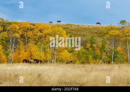 Ai piedi delle colline dell'Alberta in autunno, pascolo di cavalli nel prato e lungo la cima della collina Foto Stock