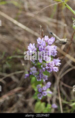 Genziana rigida a Wayside Woods in Morton Grove, Illinois Foto Stock