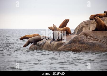 Un gruppo di leoni marini della California si trova sul bordo dell'acqua, con due salti in acqua, sulla Sunshine Coast nella British Columbia Foto Stock