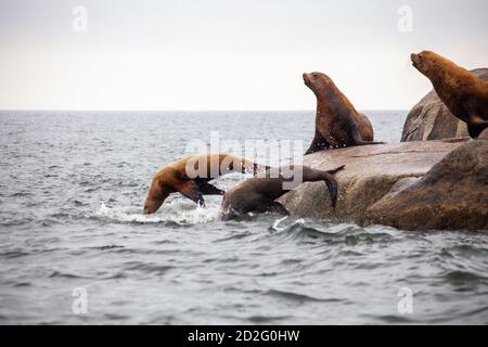 Un gruppo di leoni marini della California si trova sul bordo dell'acqua, con due salti in acqua, sulla Sunshine Coast nella British Columbia Foto Stock