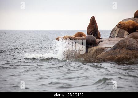 Un gruppo di leoni marini della California si trova sul bordo dell'acqua, con due persone in procinto di tuffarsi in acqua, sulla Sunshine Coast nella British Columbia Foto Stock