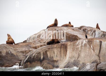 I giganti leoni marini della California si trovano sulla guardia di una roccia costiera sulla Sunshine Coast della British Columbia. Foto Stock