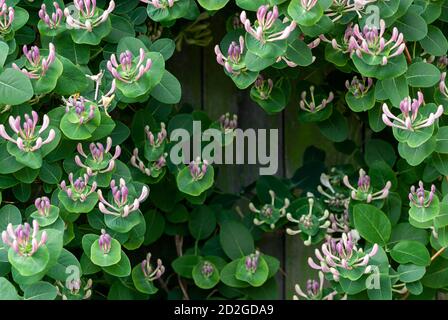 Honeysuckle di capra (Lonicera caprifolium) con boccioli di fiori, closeup Foto Stock