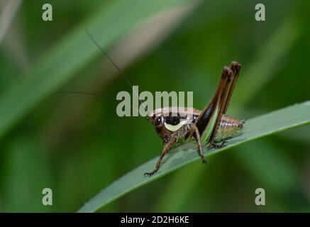 Primo piano di un piccolo cricket su una lama di erba Foto Stock