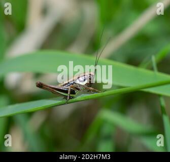 Primo piano di un piccolo cricket su una lama di erba Foto Stock