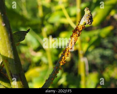 Un fusto di una pianta da giardino, impoverito di un fogliame, è coperto da decine di piccoli afidi di Oleander giallo arancio. Foto Stock