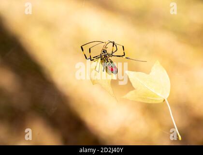 Primo piano di un ragno giapponese Joro che cerca di rimuovere la foglia d'autunno dal suo web. Foto Stock
