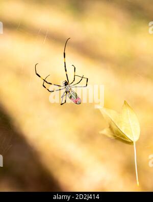 Primo piano di un ragno giapponese Joro che cerca di rimuovere la foglia d'autunno dal suo web. Foto Stock