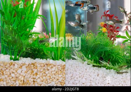 Prima e dopo il confronto del recipiente del pesce pulito. Foto Stock