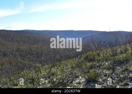 vista sulle montagne e la ricrescita della flora bruciata Foto Stock