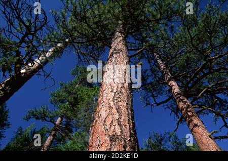 Ponderosa pine (Pinus ponderosa) sul montante Steins Trail, Ochoco National Forest, Oregon Foto Stock