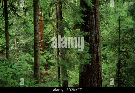 Doerner Abete più grande del mondo Douglas (Pseudotsuga menziesii), Coos Bay Bureau of Land Management, Oregon Foto Stock