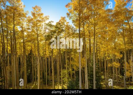 Alti alberi di aspen autunnali con retro bianco retroilluminato dal sole dorato nella catena montuosa di Sangre de Cristo nel Nord del New Mexico, Stati Uniti Foto Stock