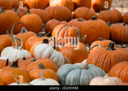 Los Angeles, California, Stati Uniti. 6 Ott 2020. Le zucche sono esposte presso il Giardino di Descanso a la Ca''"ada Flintridge, California, martedì 6 ottobre 2020. Credit: Ringo Chiu/ZUMA Wire/Alamy Live News Foto Stock