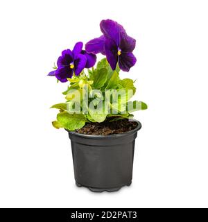 Fiori porpora pansy, viola wittrockiana, in una pentola nera, su sfondo bianco Foto Stock