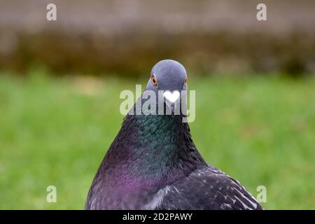 Ritratto del piccione Foto Stock