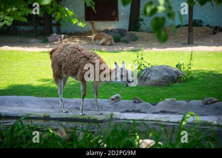 MOSCA / RUSSIA - 26 GIUGNO 2016: Alpaca (lama guanicoe) nello Zoo di Mosca Foto Stock