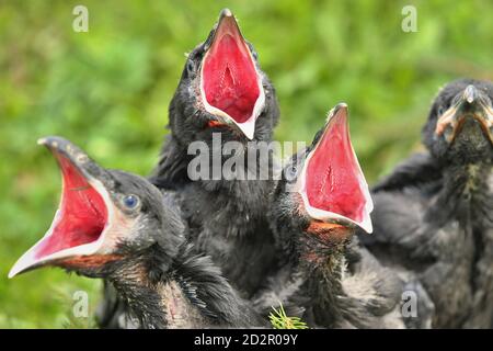 Corvo nero nell'habitat naturale. Giovani uccelli corvo nel nido. Foto Stock