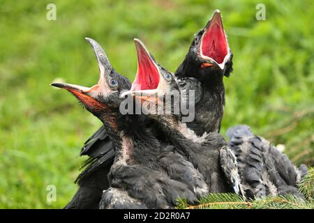 Corvo nero nell'habitat naturale. Giovani uccelli corvo nel nido. Foto Stock