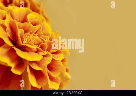 Marigold fiore primo piano su sfondo giallo, luogo per il testo, cartolina Foto Stock