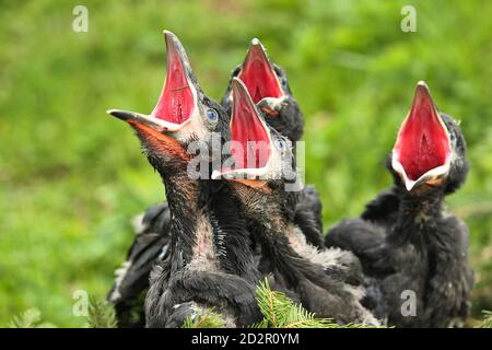 Corvo nero nell'habitat naturale. Giovani uccelli corvo nel nido. Foto Stock