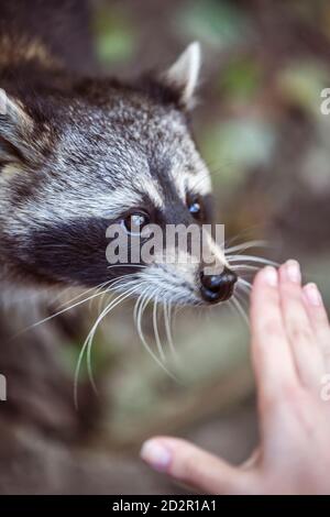 Primo piano ritratto di raccoon. Procyon lotor in natura Foto Stock