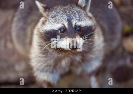 Primo piano ritratto di raccoon. Procyon lotor in natura Foto Stock