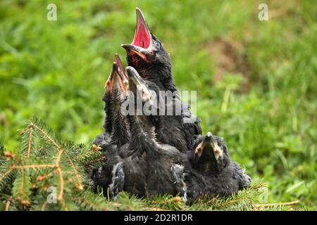 Corvo nero nell'habitat naturale. Giovani uccelli corvo nel nido. Foto Stock