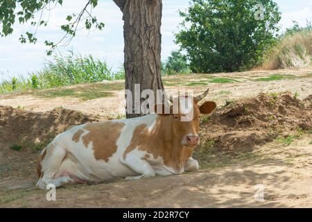 La mucca dorme sotto l'albero all'aria aperta. Messa a fuoco selettiva, primo piano. Foto Stock
