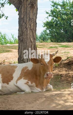 Mucca si trova a terra e guarda la macchina fotografica. Il toro riposa il giorno d'estate sotto l'albero. Messa a fuoco selettiva, primo piano. Foto Stock